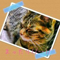 猫玉子 会員画像