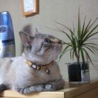 春うらら 会員画像