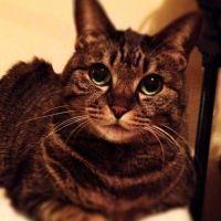 あずこむ 会員画像