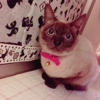 よみぴ 会員画像