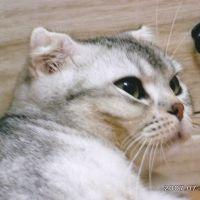 もこまろ 会員画像