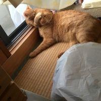 会員画像