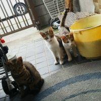 驟雨 会員画像