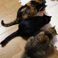みかプリ 会員画像