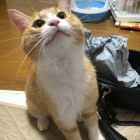 よしむー。 会員画像