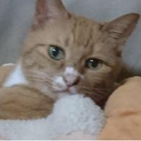 けんたの母ちゃん 会員画像