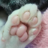 野良ミケ子 会員画像