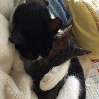 かこた 会員画像