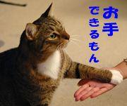 トラキチ 会員画像