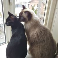 猫宿の女将 会員画像
