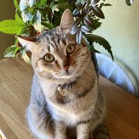 アキヤマ猫さん