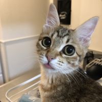 もじゃぶ 会員画像