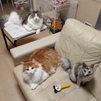 しろいねこひげ 会員画像