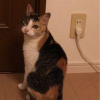 鈴木家の猫 会員画像