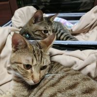 まいどですさん