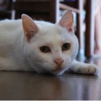 会員画像