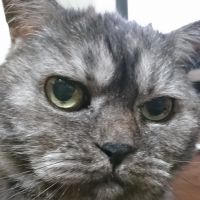 猫と暮らす 会員画像