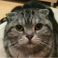 会員画像