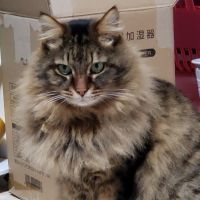らににゃんこ 会員画像