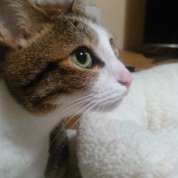 白侘すけ 会員画像