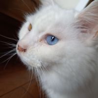 ちゃ丸 会員画像