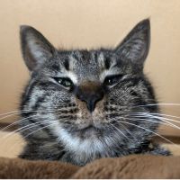 長谷川にゃんさん