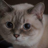 あくちゃんさん