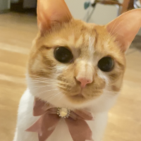 mimipink 会員画像