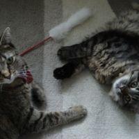 カッツェ 会員画像