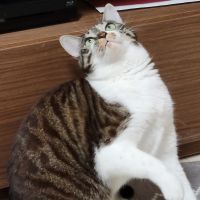 にゃいこすさん