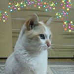 あまら