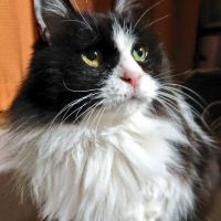 エスプレッソ 会員画像