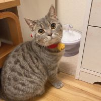 しょた猫さん