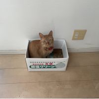 ねこfarmさん