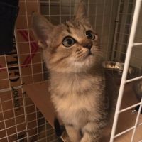 とらしろまるさん