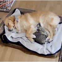 そらうみダーリン 会員画像