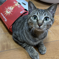 Kosaさん