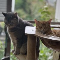 チャコトラさん