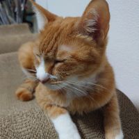 ももかっぱさん