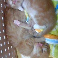 ピコさん 会員画像