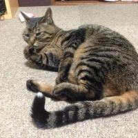 ぱーる 会員画像