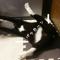 romitoasa 会員画像