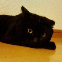 ぱよこ 会員画像