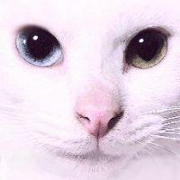せせり 会員画像
