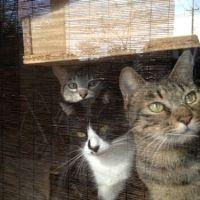 猫まみれ 会員画像