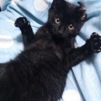 ももさぶろう 会員画像