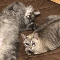 うさぎまま