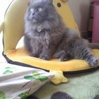 ねこやりん 会員画像