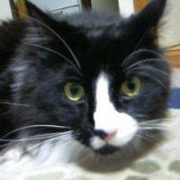 たびにゃん 会員画像