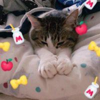 きょんたろう 会員画像